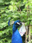 SX26941 Close up of Peacock's head [Pavo cristatus] in garden.jpg